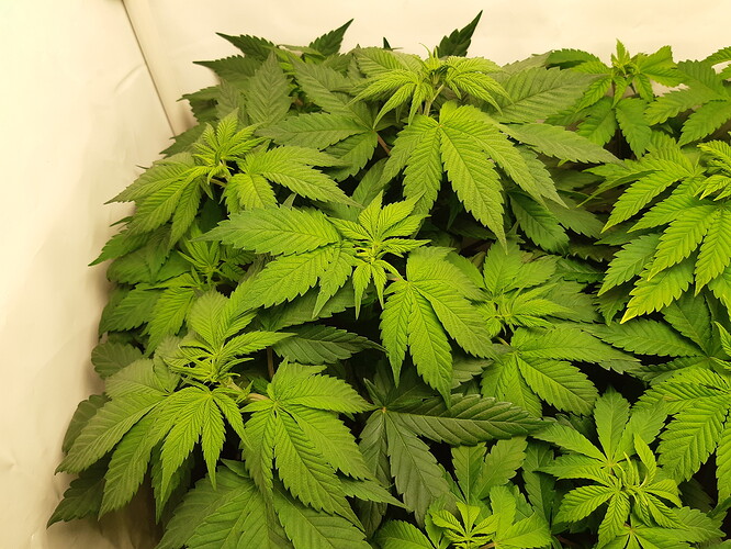 Growreport Bild 3