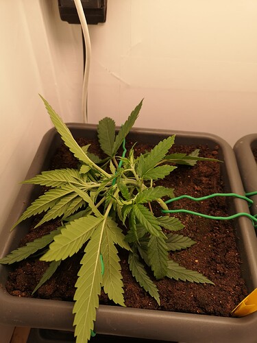 Growreport Bild 1