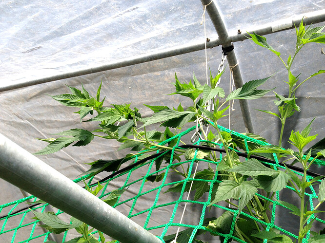 Growreport Bild 6