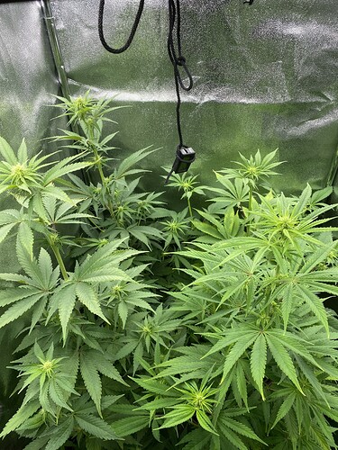 Growreport Bild 7