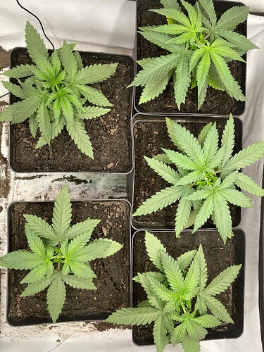 Growreport Bild 10