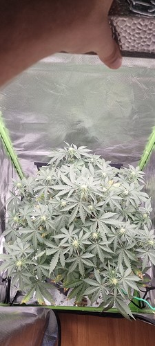 Growreport Bild 3