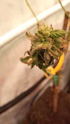 Growreport Bild 47