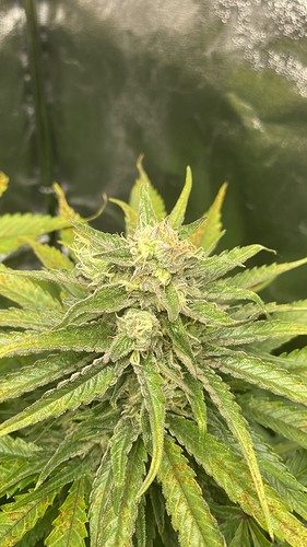 Growreport Bild 17