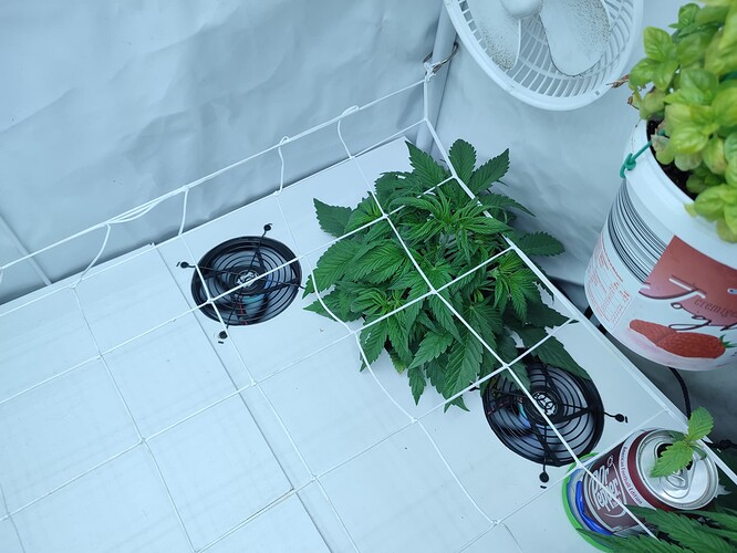 Growreport Bild 3