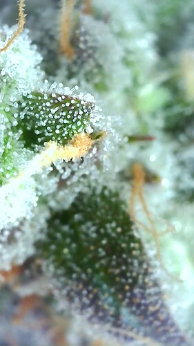 Growreport Bild 3