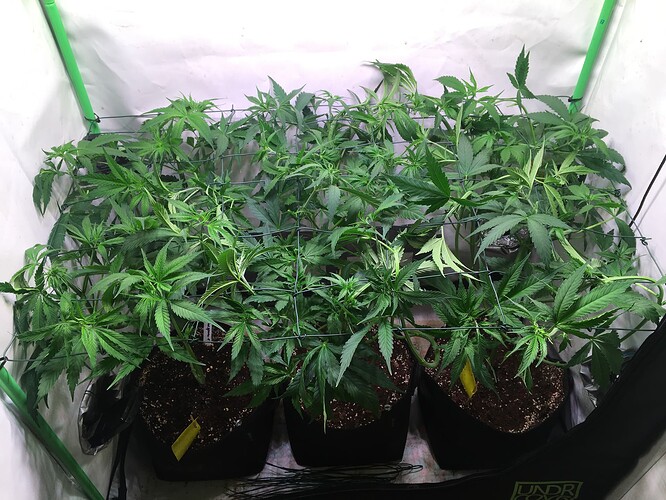 Growreport Bild 3