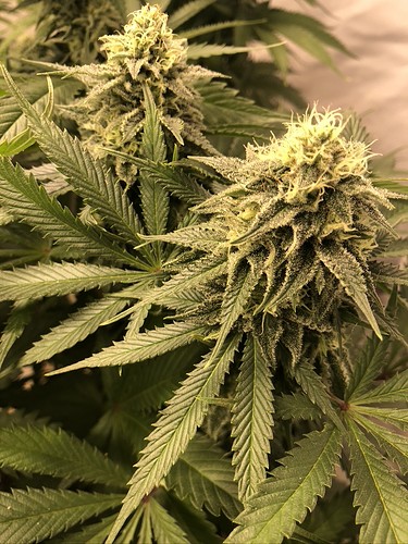Growreport Bild 11