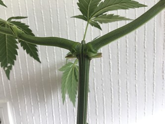 Growreport Bild 6