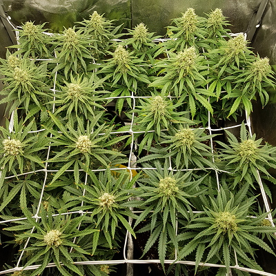 Growreport Bild 10