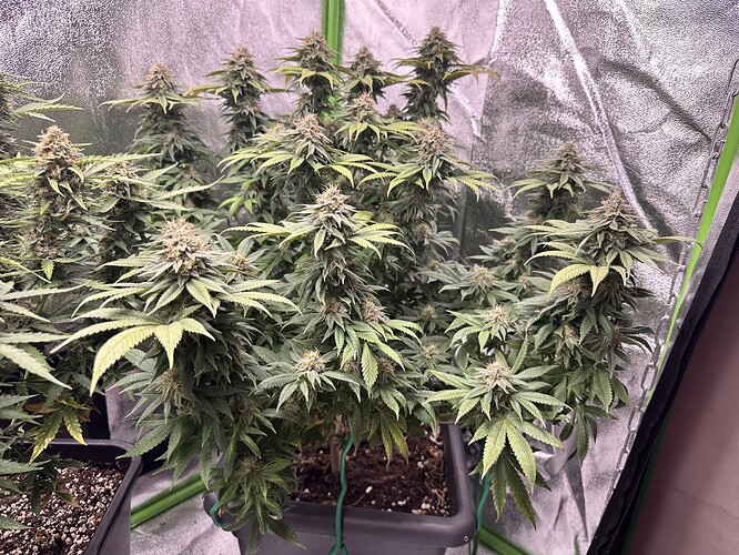 Growreport Bild 4
