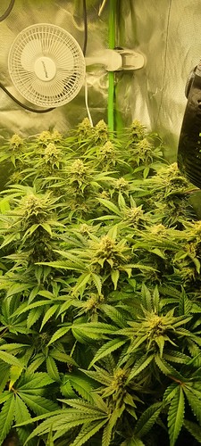 Growreport Bild 5
