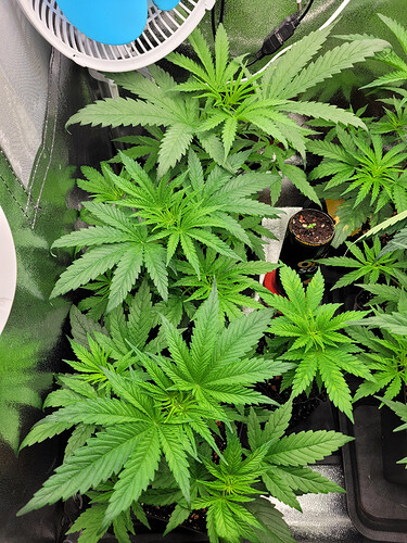 Growreport Bild 5