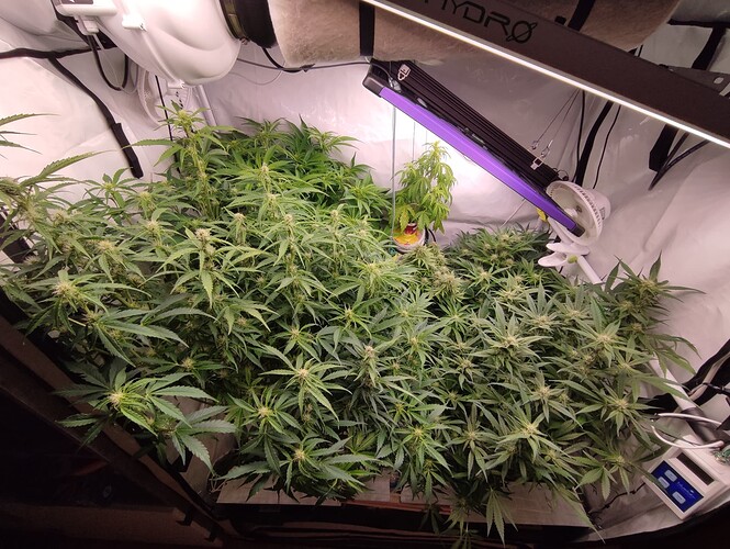 Growreport Bild 42