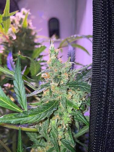 Growreport Bild 3