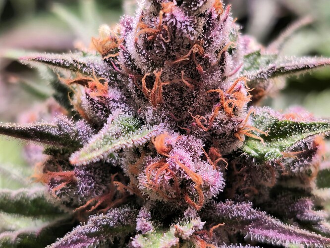 Growreport Bild 6
