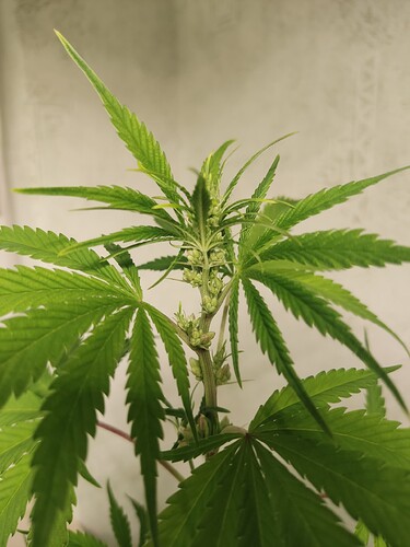 Growreport Bild 3