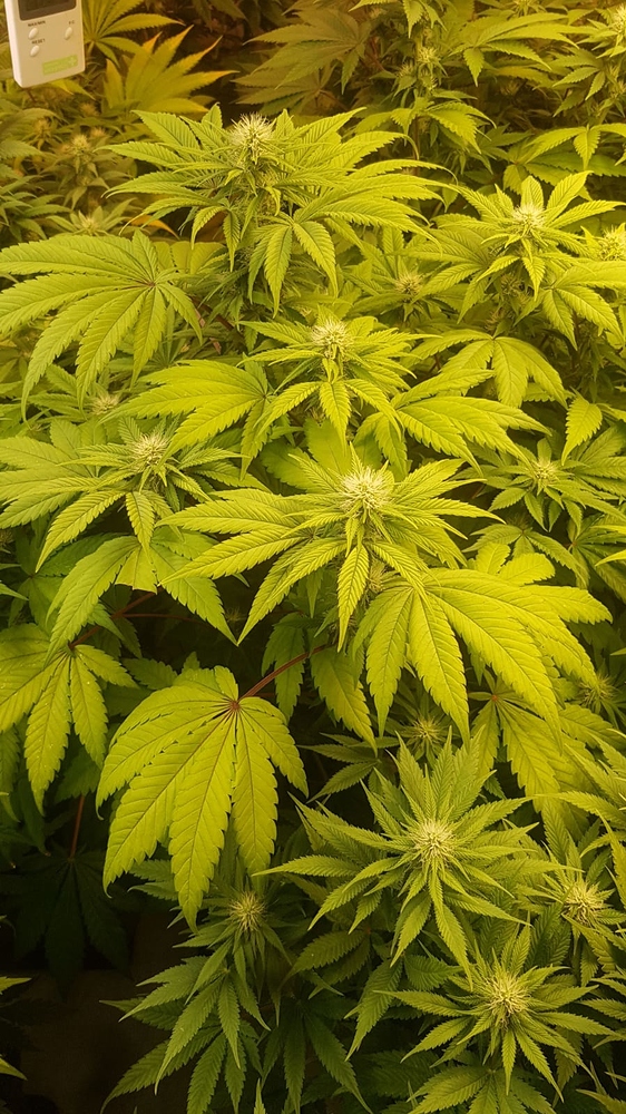 Pflanzen werden hell und bekommen gelbe Blätter GrowProbleme Forum