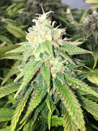 Growreport Bild 2