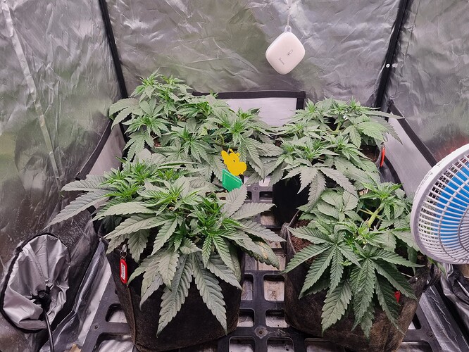Growreport Bild 67