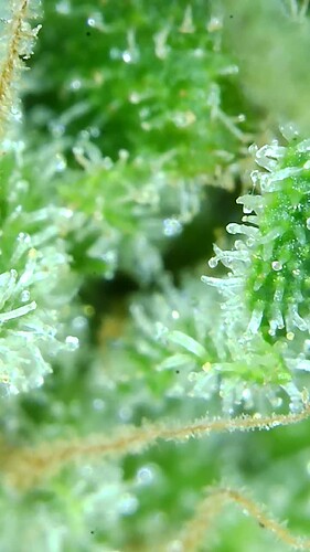 Growreport Bild 10