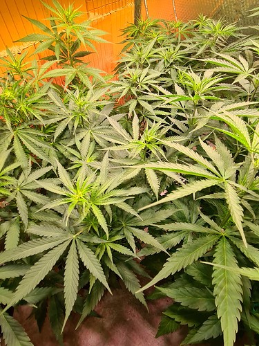 Growreport Bild 10
