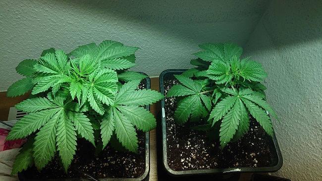 Growreport Bild 1