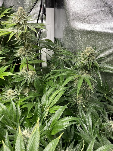 Growreport Bild 1