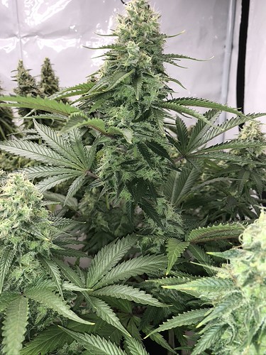 Growreport Bild 13