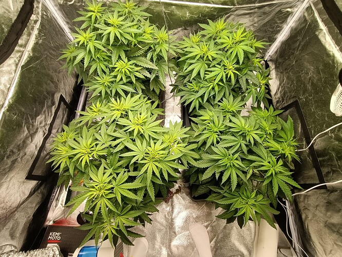Growreport Bild 5