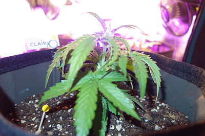 Eine junge Cannabispflanze in einem Stofftopf, mit einem kleinen Namensschild "CLAIRY" davor.