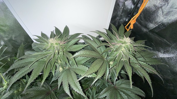 Growreport Bild 25