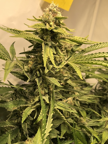 Growreport Bild 6