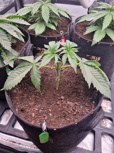 Growreport Bild 6