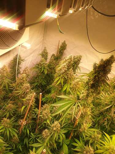 Growreport Bild 1