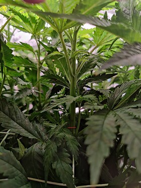Growreport Bild 8