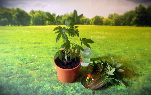 Growreport Bild 19