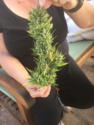 Growreport Bild 4