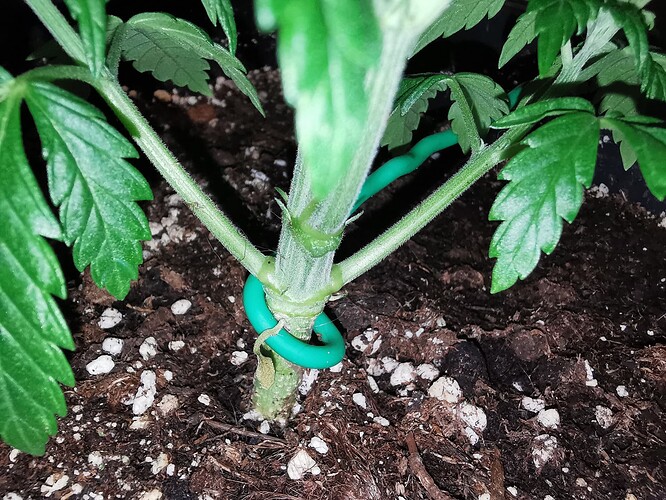 Growreport Bild 5