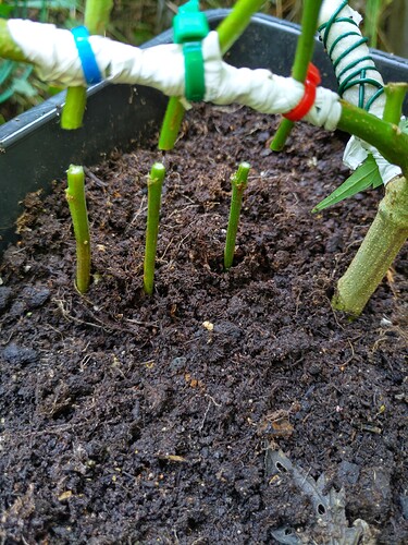 Growreport Bild 1
