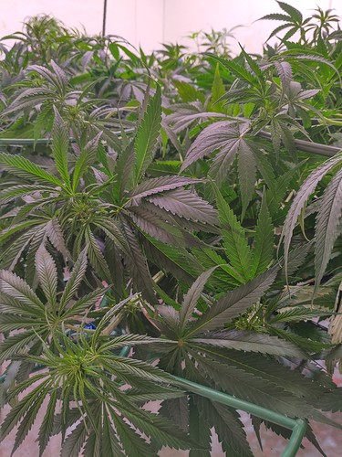 Growreport Bild 10