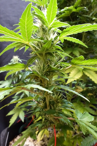 Growreport Bild 21