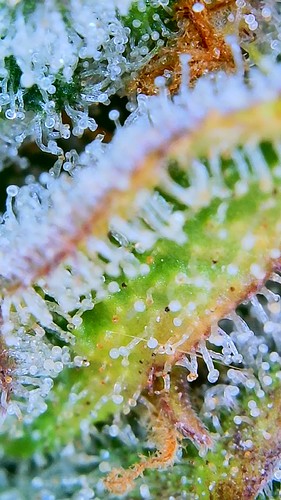 Growreport Bild 4