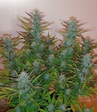 Growreport Bild 5