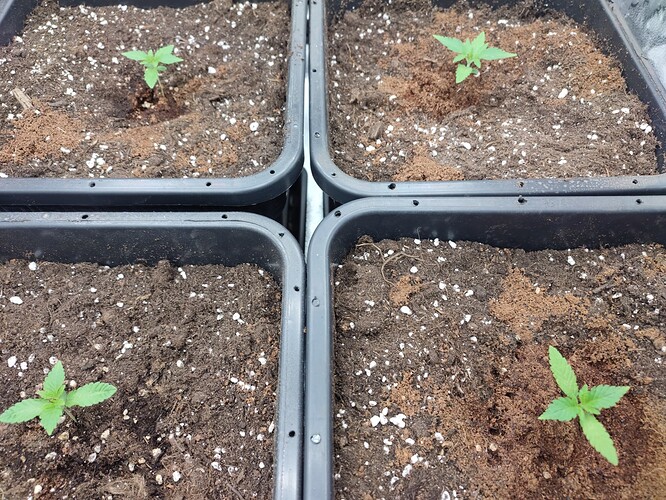 Growreport Bild 3