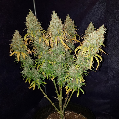 Growreport Bild 6