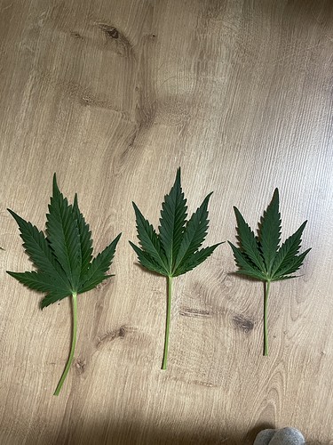 Growreport Bild 7