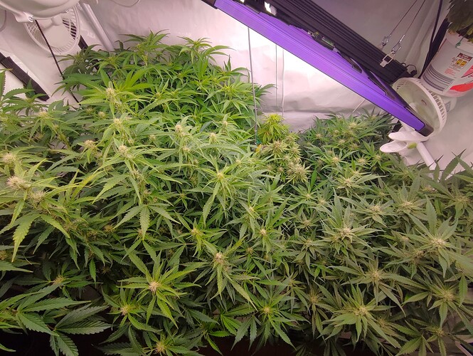 Growreport Bild 53