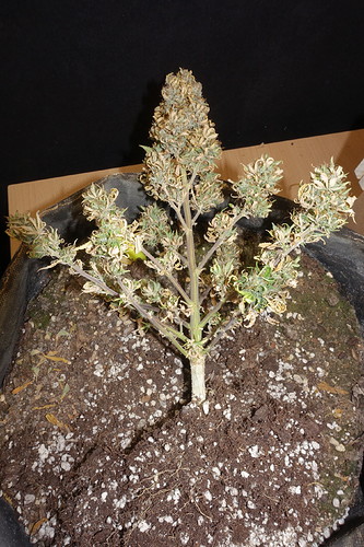Growreport Bild 3