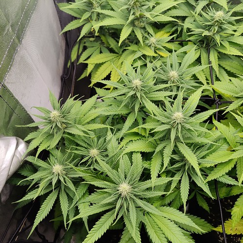 Growreport Bild 3
